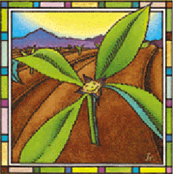 Health Journeys - The Magic Seed (Courage)